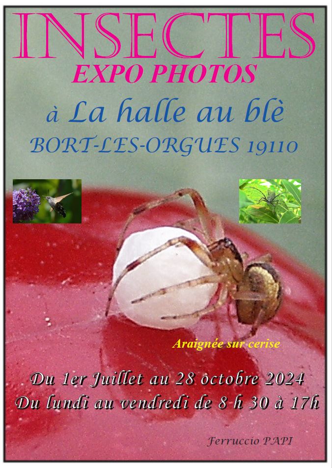 Exposition photos Insectes