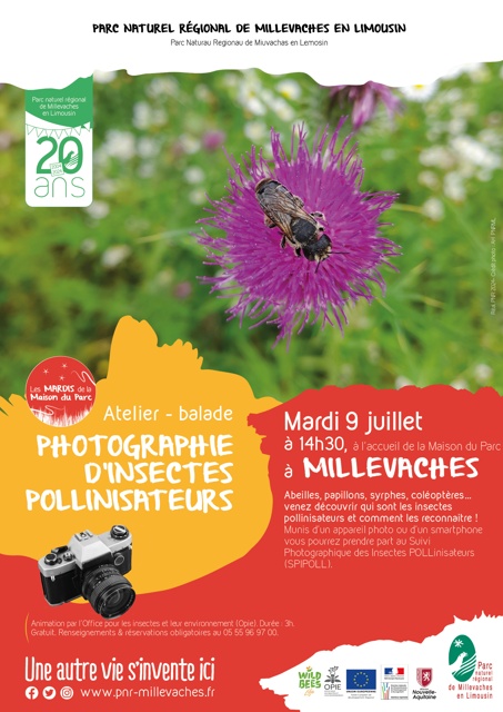 Photographies d'insectes pollinisateurs