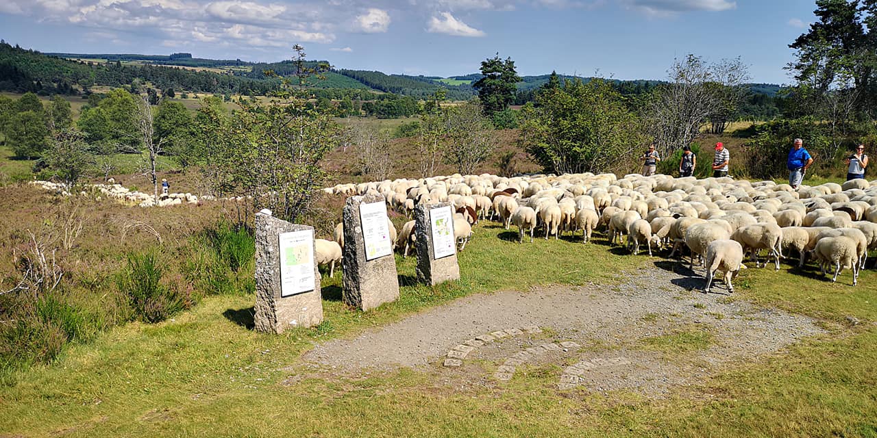 Visite guidée Tourbière du Longeyroux