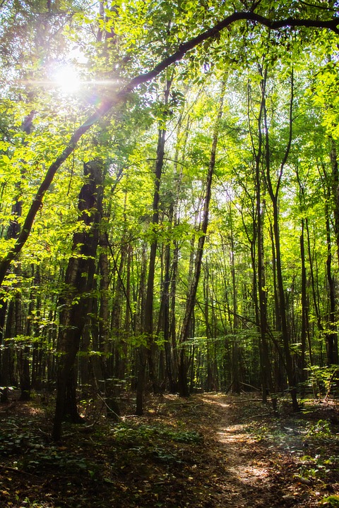 Sortie nature "Une belle forêt corrézienne"