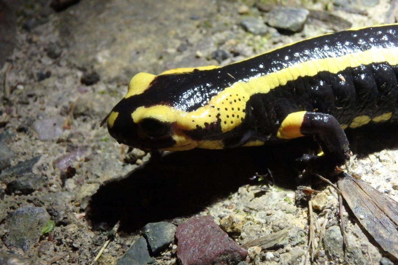 "Nuit des Dragons" - Découverte des amphibiens ...