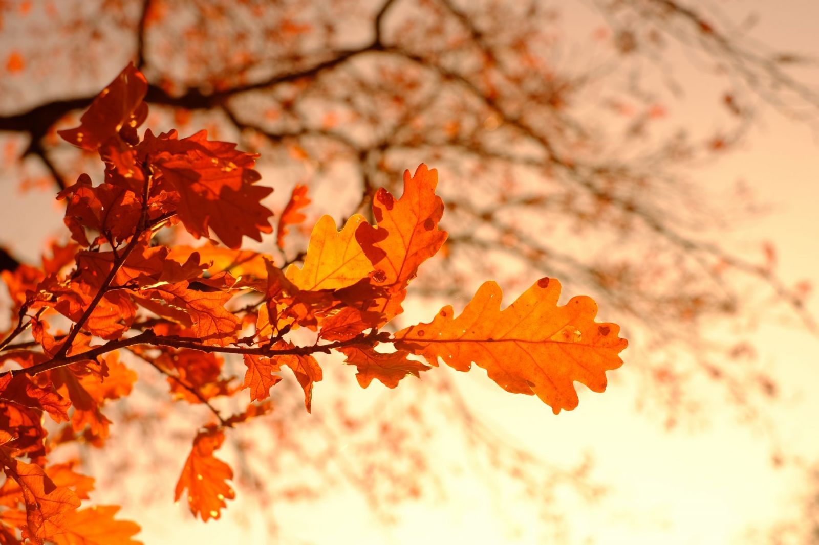 Fête de l'automne