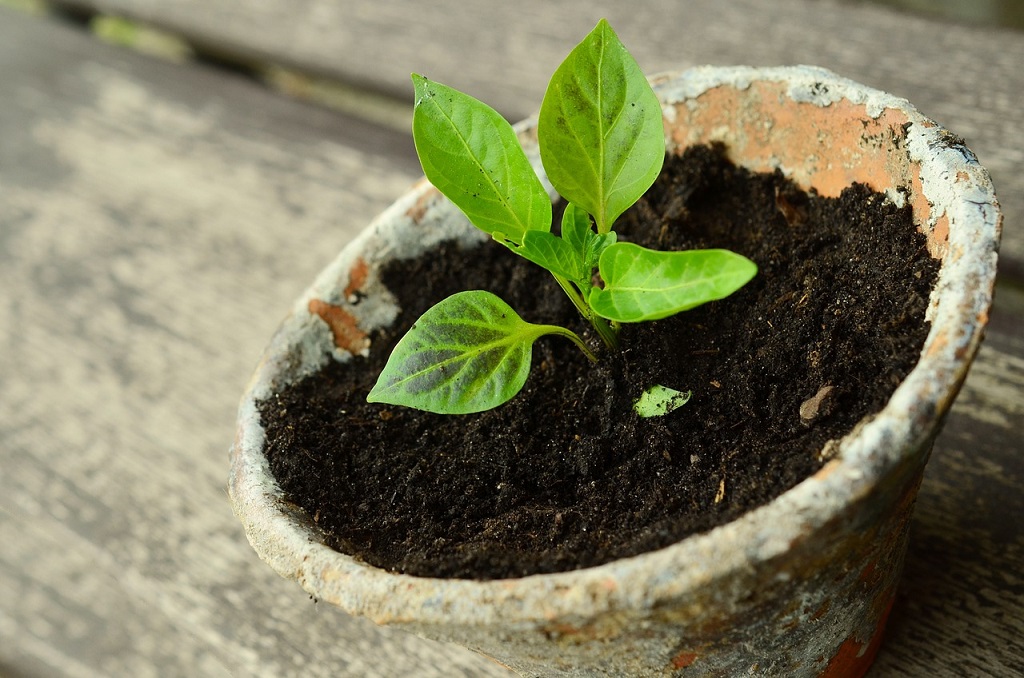 Bourse aux plantes