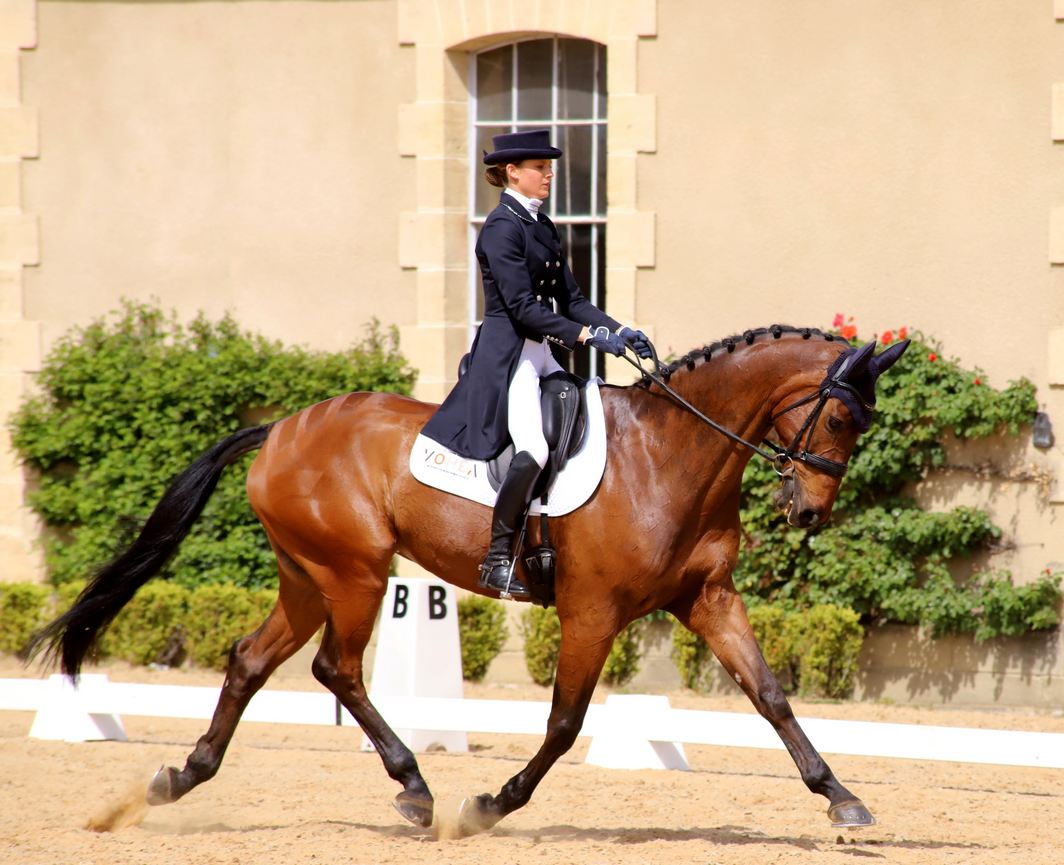 Concours de dressage