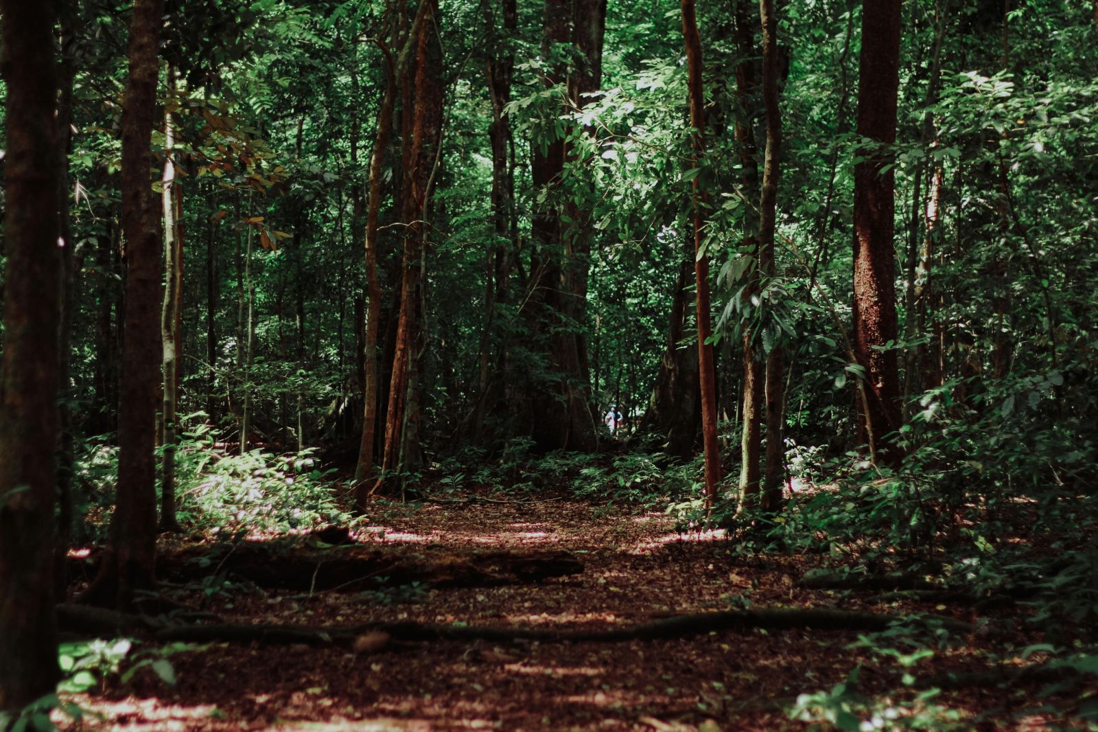 Journée internationale de la Forêt