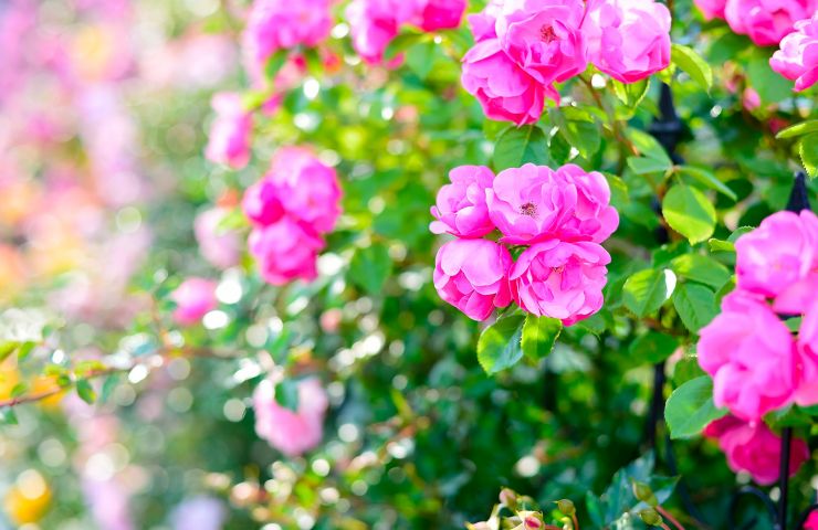 Square Marcel Cerdan, municipal rose garden