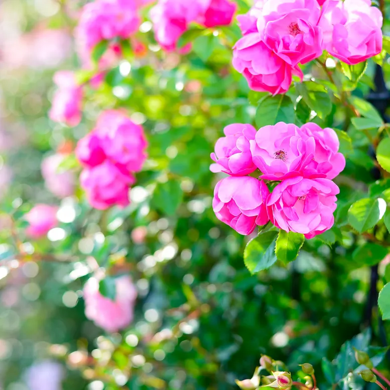 Square Marcel Cerdan, municipal rose garden