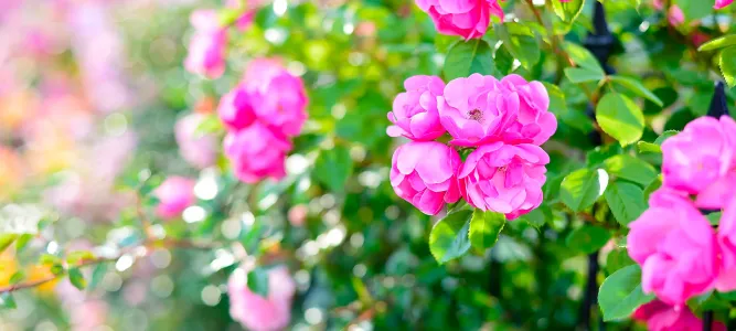 Square Marcel Cerdan, municipal rose garden