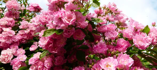 Beyssin Garden