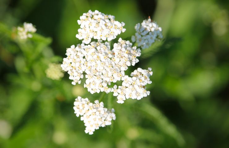 Firmin's garden