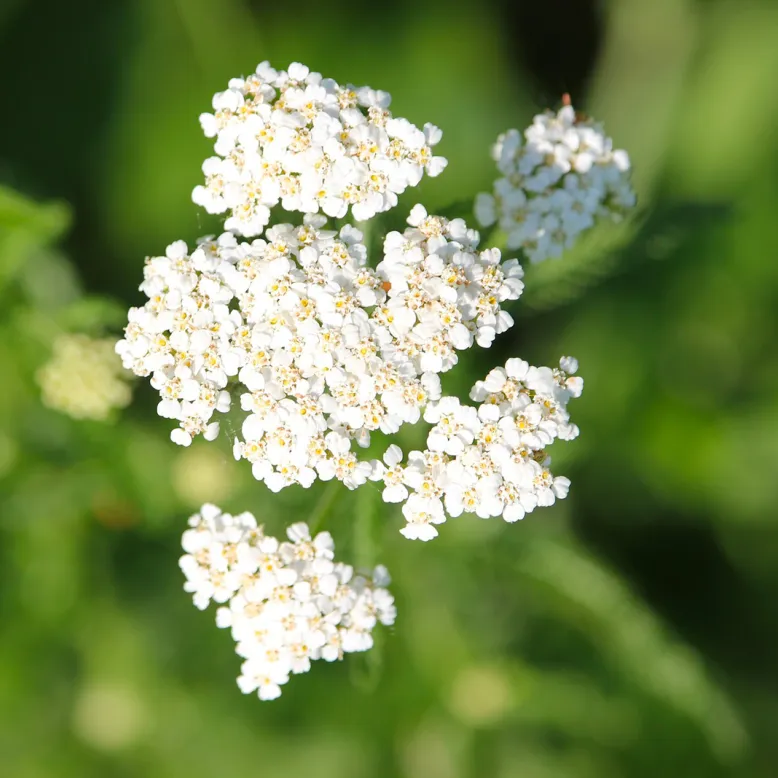 Firmin's garden