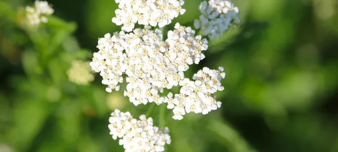 Firmin's garden