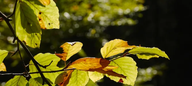 Agriers Massif Arboretum