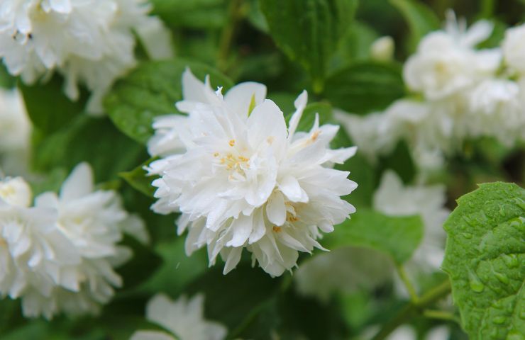Saint-Setiers Arboretum Park
