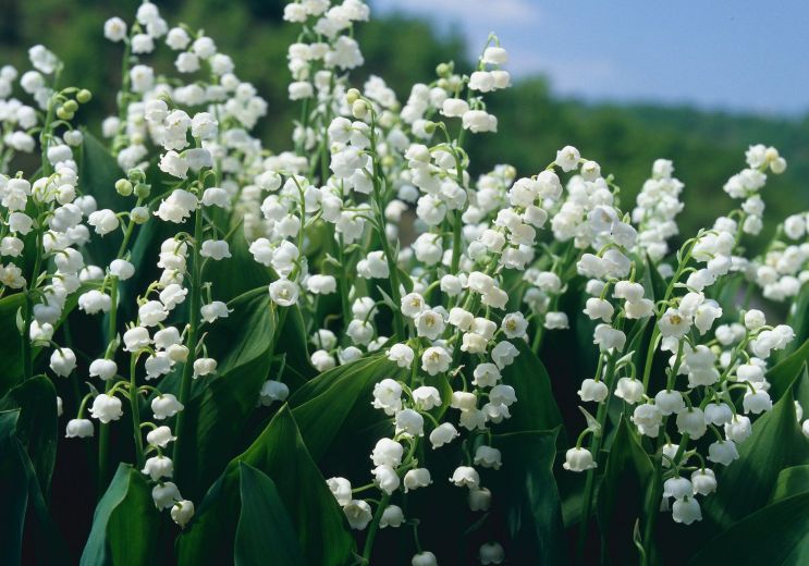 Lily of the valley in Corrèze, traditions that ...